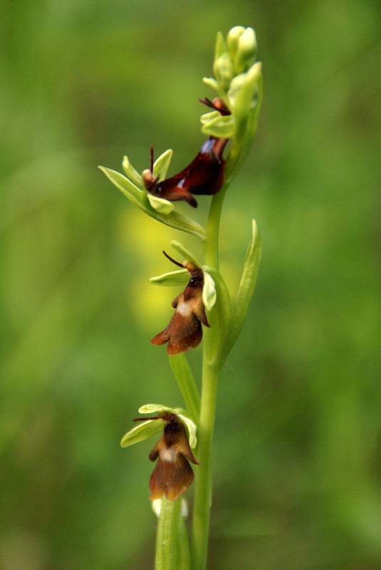 Unser Orchideenpark Bild Nr.097